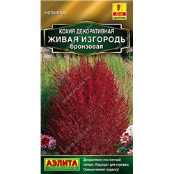 Кохия Живая изгородь бронзовая (Код: 93563)