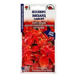 Семена комнатных цветов Колеус «Визард Сансет», 10 шт., «Золотая Сотка Алтая» селекция PanAmerican Seed
