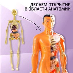 Набор для опытов «Строение тела», анатомия человека