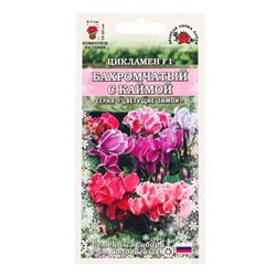 Семена комнатных цветов Цикламен «Бахромчатый с каймой», 3 шт., «Золотая Сотка Алтая»