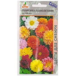 Георгина Великан (Код: 72994)