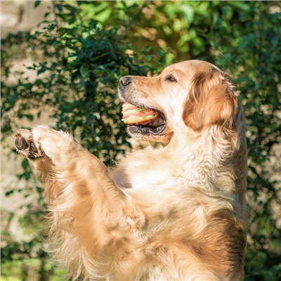 Игрушка для собак «Гамбургер с салатом», 9.5 см, пищащая, винил