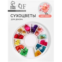 Сухоцветы для декора «Ромашки», объёмные, 12 видов, в футляре, разноцветные