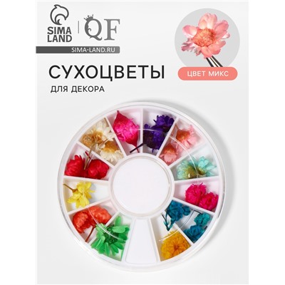 Сухоцветы для декора «Ромашки», объёмные, 12 видов, в футляре, разноцветные