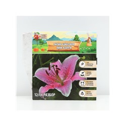 Лилия Азиатская Pink County, луковица в пакете с перфорацией, р-р 12/14, 3 шт.