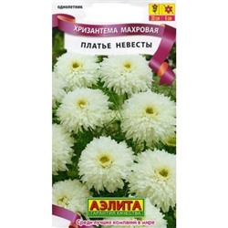 Хризантема Платье невесты (Аэлита)