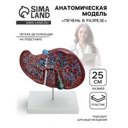Анатомическая модель «Печень в разрезе»