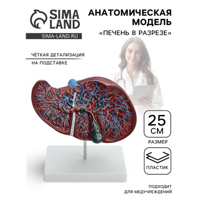 Анатомическая модель «Печень в разрезе»