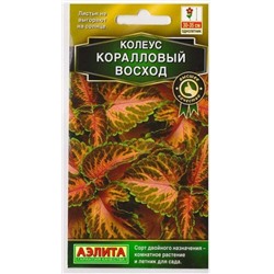 Колеус Блюме Коралловый восход (Код: 73340)