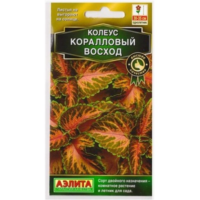 Колеус Блюме Коралловый восход (Код: 73340)