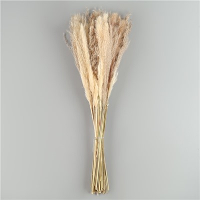 Букет из сухоцветов «Изумление», высота 47 см