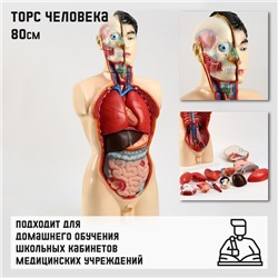 Анатомическая модель «Макет торса человека», 80 см