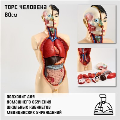 Анатомическая модель «Макет торса человека», 80 см