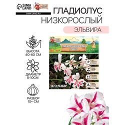 Гладиолус Низкорослый "Эльвира", р-р 10+, 7 шт,