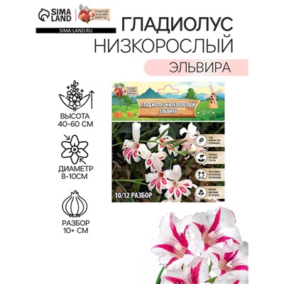 Гладиолус Низкорослый "Эльвира", р-р 10+, 7 шт,