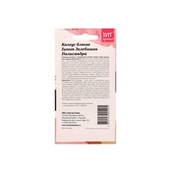 Семена цветов Колеус блюме "Гиант Экзебишен Палисандра", 10 шт