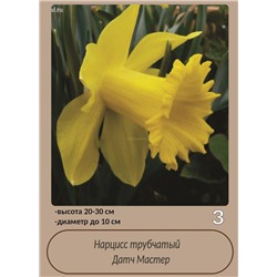 Нарцисс Датч Мастер 12/14 2штСдС