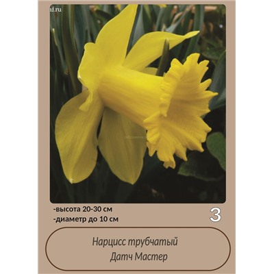 Нарцисс Датч Мастер 12/14 2штСдС