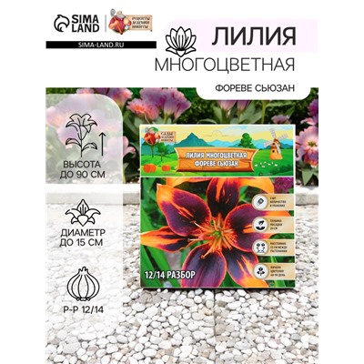 Лилия Многоцветная «Фореве сьюзан», луковица в пакете с перфорацией, р-р 12/14, 3 шт.