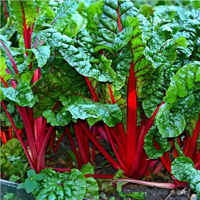 5142D Мангольд Рубин 1гр