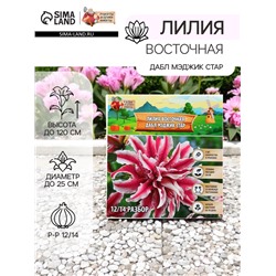 Лилия Восточная "Дабл Мэджик Стар", р-р 12/14, 3 шт, Весна 2025