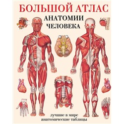АСТ Махиянова Е.Б. "Большой атлас анатомии человека"