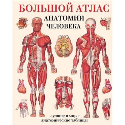 АСТ Махиянова Е.Б. "Большой атлас анатомии человека"