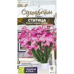 Статица Коралловые рифы Сухоцветы (Алтай)