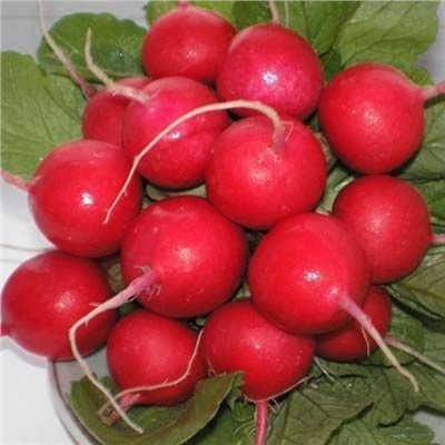 5161D Редис Кардинал F1 1гр