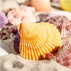 Набор ракушек Пектен Вексиллум средние, 4 - 6 см, 100 г