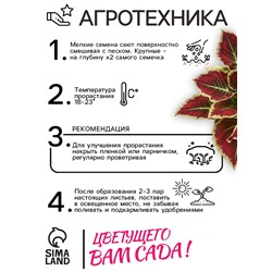 Семена Цветов Колеус "Визард", 10 шт