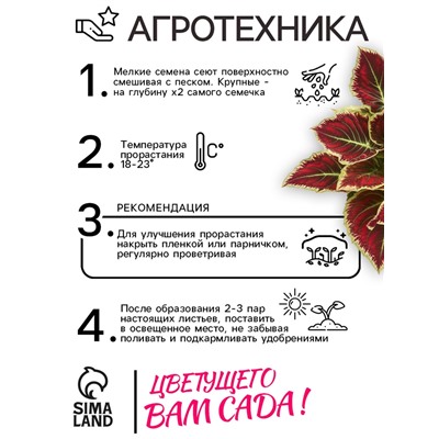 Семена Цветов Колеус "Визард", 10 шт