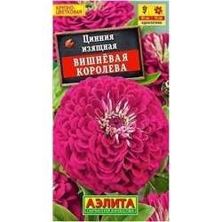Цинния Вишневая Королева Аэлита