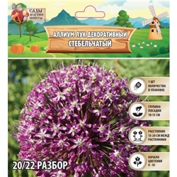 Аллиум лук декоративный Стебельчатый, р-р 20/22, 1 шт, Весна 2025
