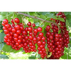 Смородина красная Сахарная