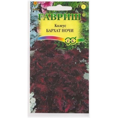 Колеус Бархат Ночи (Код: 67252)