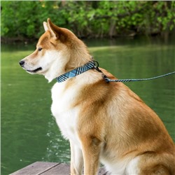 Ошейник «Джентльмен», застёжка - фастекс, 2.5 см, 40-55 см