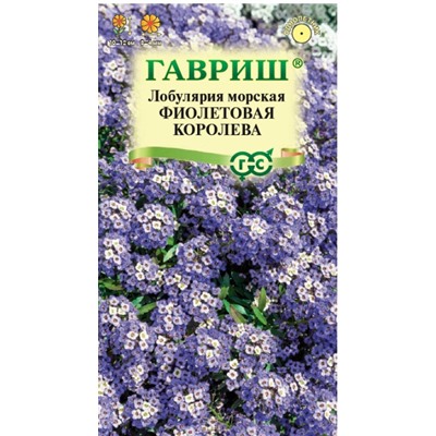 Лобулярия Фиолетовая Королева Гаври
