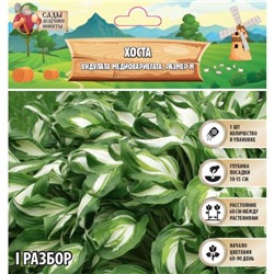 Хоста "Undulata Mediovariegata", р-р I, размер M,1 шт, Весна 2025