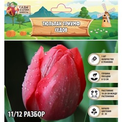 Тюльпан триумф Седов, р-р 11/12, 5 шт, Весна 2025