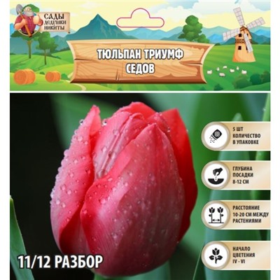 Тюльпан триумф Седов, р-р 11/12, 5 шт, Весна 2025