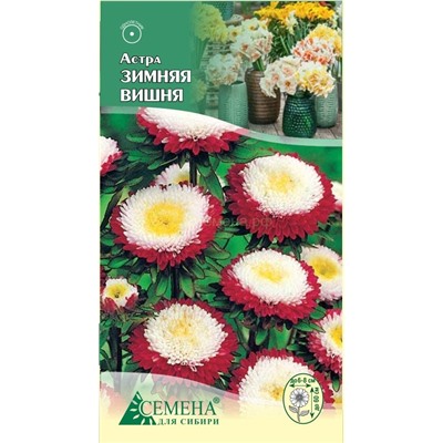 Астра Зимняя вишня помпонная, 0,2г (цв.)
