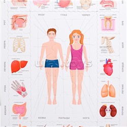 Мемо Пазл "Тело Человека"