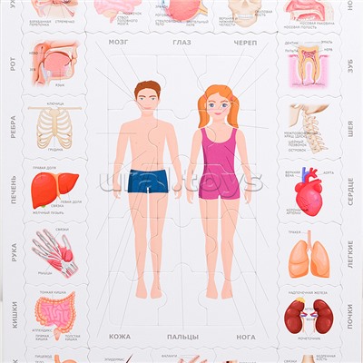 Мемо Пазл "Тело Человека"