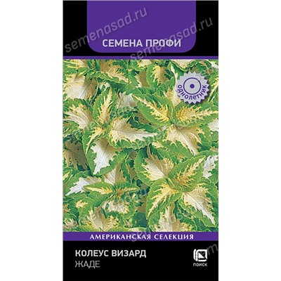 Колеус Визард Жаде (Код: 93368)