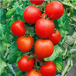 5173D Томат Бобрин F1 5шт