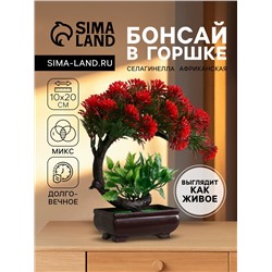 Бонсай искусственный в горшке «Селагинелла африканская», 10×20 см, МИКС