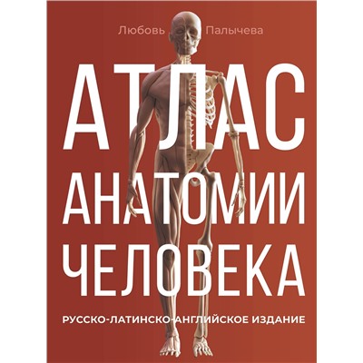 АСТ Палычева Любовь Николаевна "Атлас анатомии человека. Русско-латинско-английское издание"