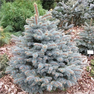 Ель Мисти Блю семена (20шт) (Код: 93731)