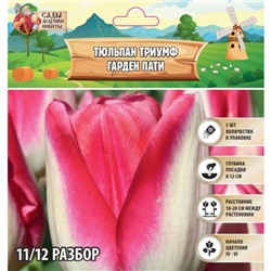 Тюльпан Триумф Гарден Пати, р-р 11/12, 5 шт, Весна 2025